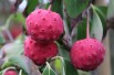 Cornouiller du Japon à gros fruits