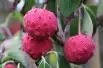 Cornouiller du Japon à gros fruits