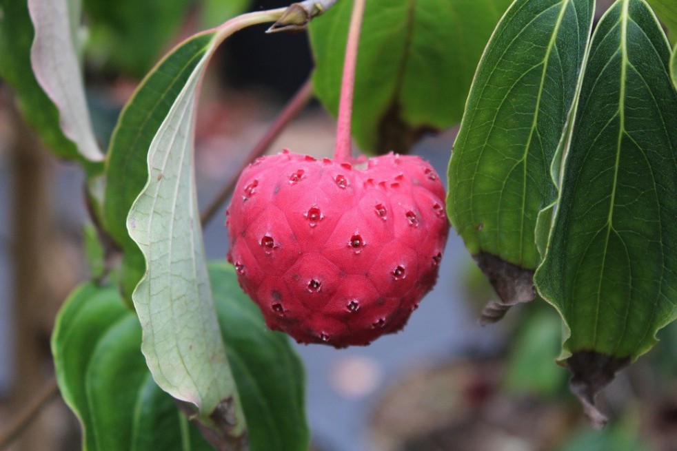 Cornouiller du Japon à gros fruits