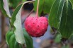 Cornouiller du Japon à gros fruits