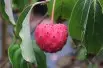 Cornouiller du Japon à gros fruits