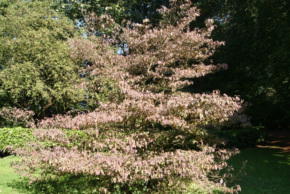 Cornouiller à fleurs rouge