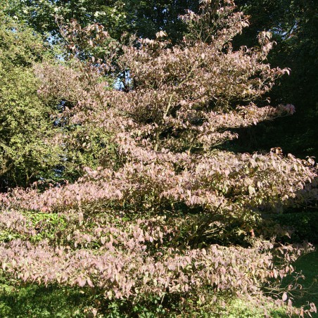 Cornouiller à fleurs rouge