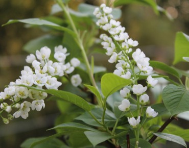 Cerisier à grappes Le Thoureil