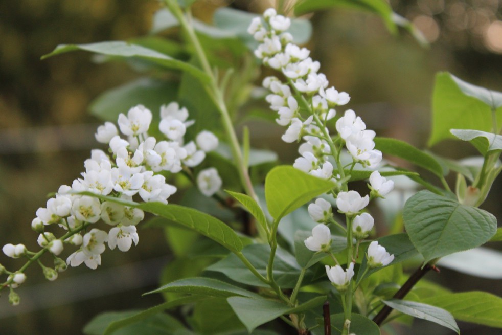 Bird Flowering Cherry tree Le Thoureil Bird Flowering Cherry tree Le Thoureil