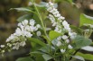Bird Flowering Cherry tree Le Thoureil