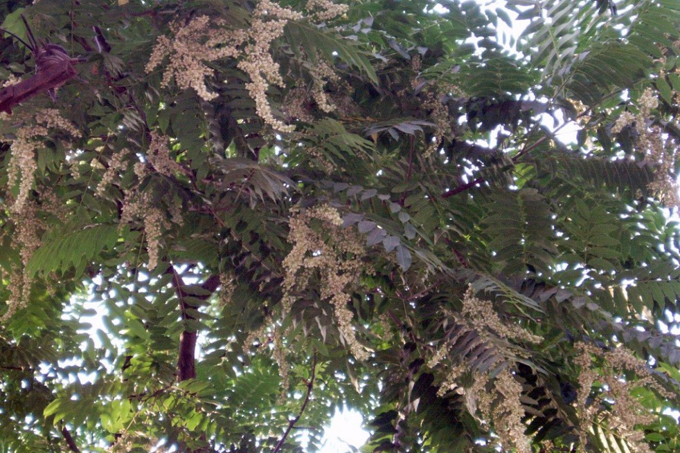 Chinese mahogany__https://creativecommons.org/licenses/by-sa/3.0/legalcode.fr