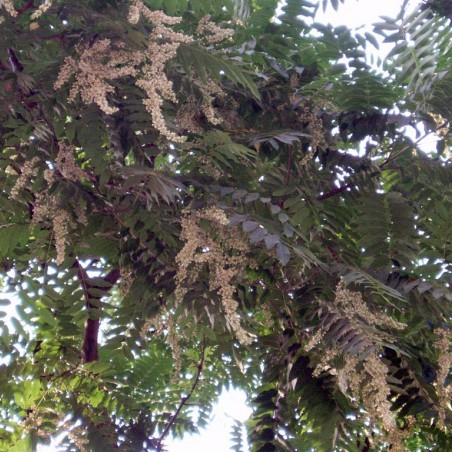 Acajou_de_chine_https://creativecommons.org/licenses/by-sa/3.0/legalcode.fr