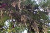 Chinese mahogany__https://creativecommons.org/licenses/by-sa/3.0/legalcode.fr