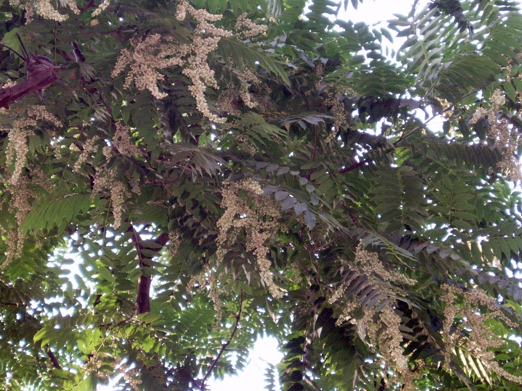 Chinese mahogany