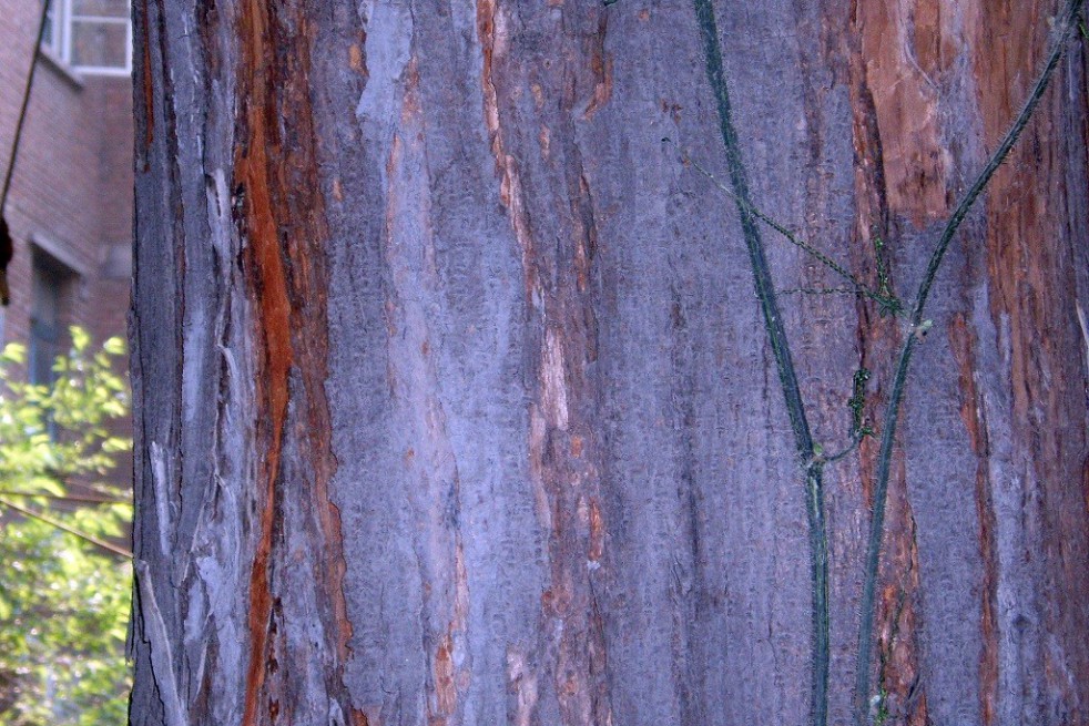 Chinese mahogany__https://creativecommons.org/licenses/by-sa/3.0/legalcode.fr