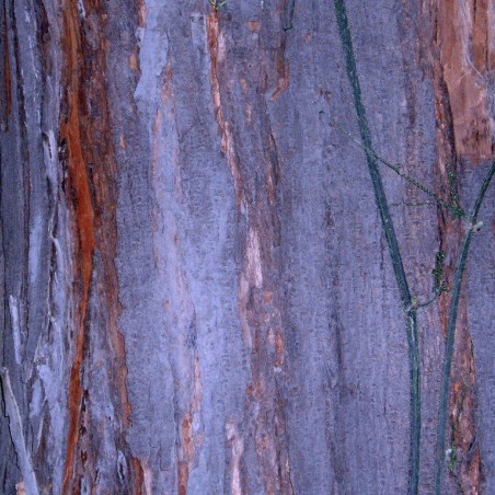 Acajou_de_chine_https://creativecommons.org/licenses/by-sa/3.0/legalcode.fr