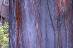 Chinese mahogany__https://creativecommons.org/licenses/by-sa/3.0/legalcode.fr
