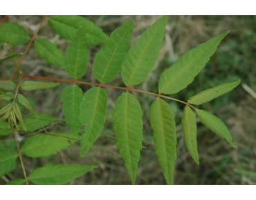 Chinese mahogany__https://creativecommons.org/licenses/by-sa/3.0/legalcode.fr