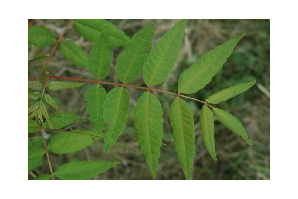 Chinese mahogany__https://creativecommons.org/licenses/by-sa/3.0/legalcode.fr
