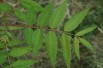 Chinese mahogany__https://creativecommons.org/licenses/by-sa/3.0/legalcode.fr