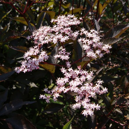 Sureau Pourpre Black Beauty