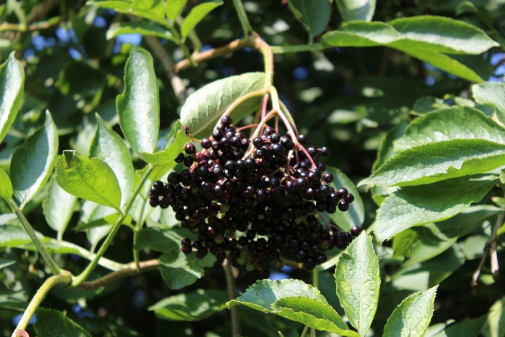 Black Elder Haschberg