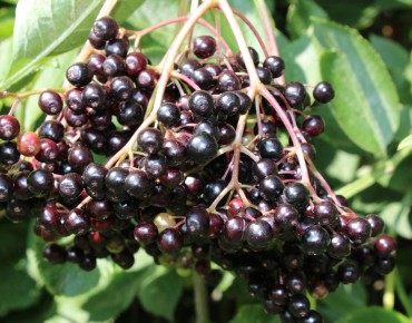 Black Elder Haschberg