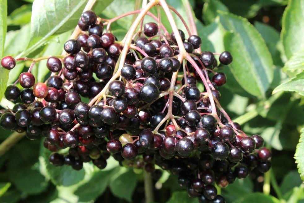 Black Elder Haschberg Black Elder Haschberg