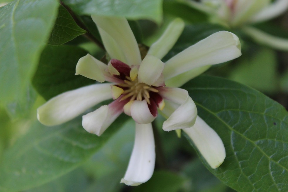 Sweetshrub Vénus