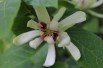 Sweetshrub Vénus