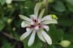 Sweetshrub Vénus