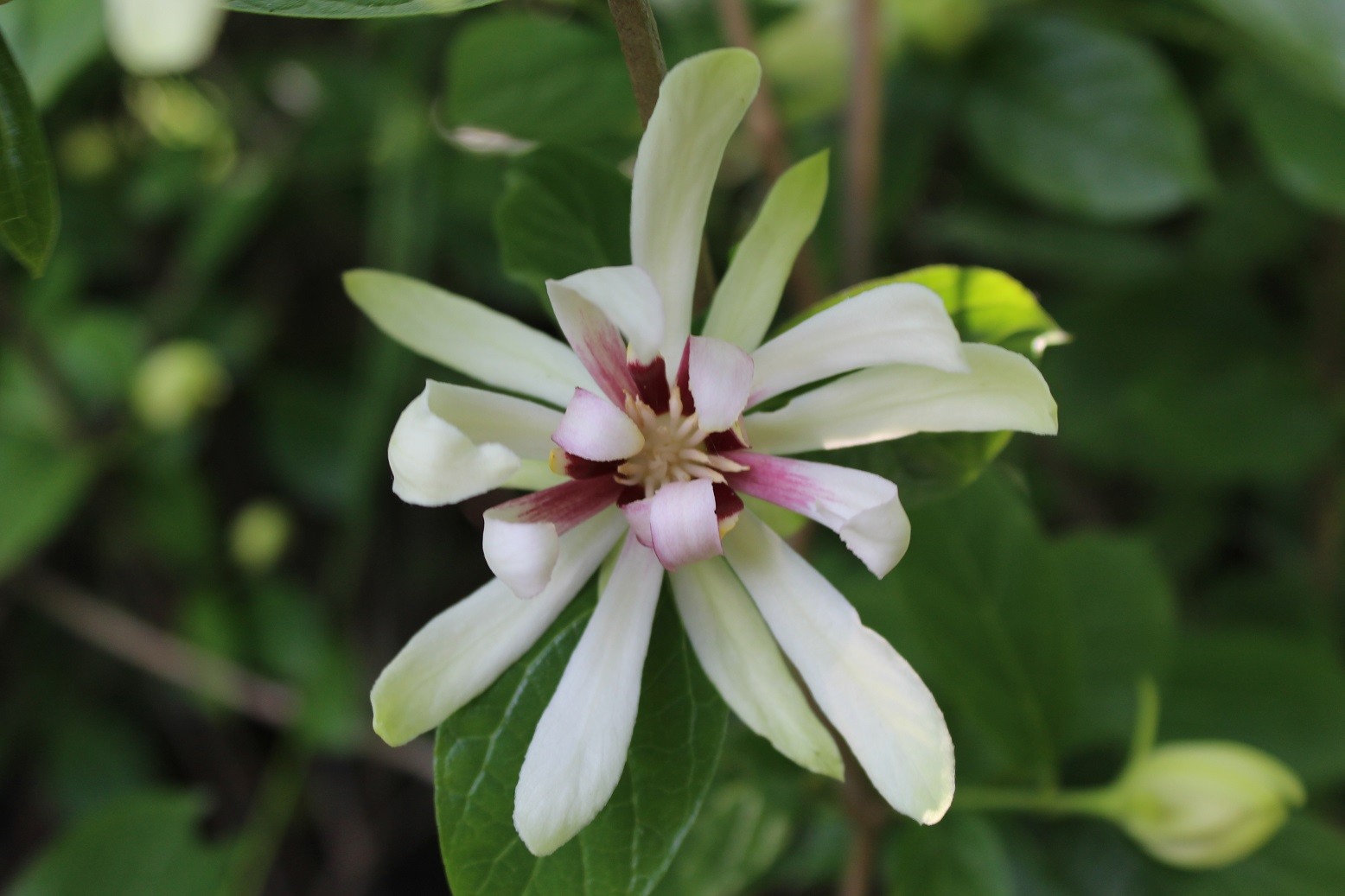 Sweetshrub Vénus