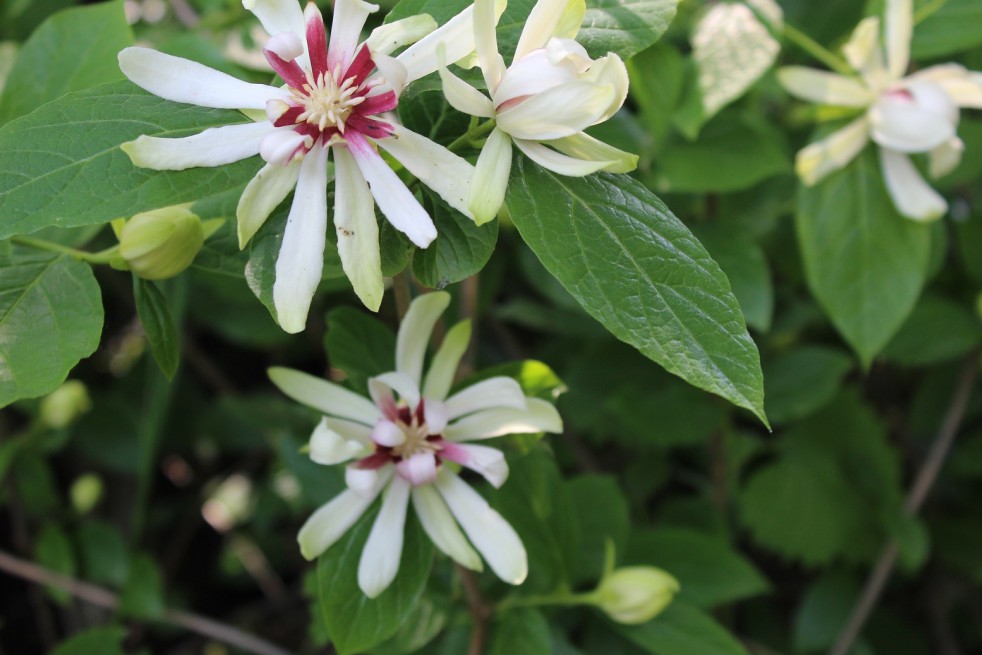 Sweetshrub Vénus Sweetshrub Vénus