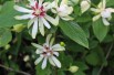 Sweetshrub Vénus