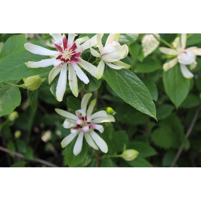 Sweetshrub Vénus - Sinocalycanthus Venus