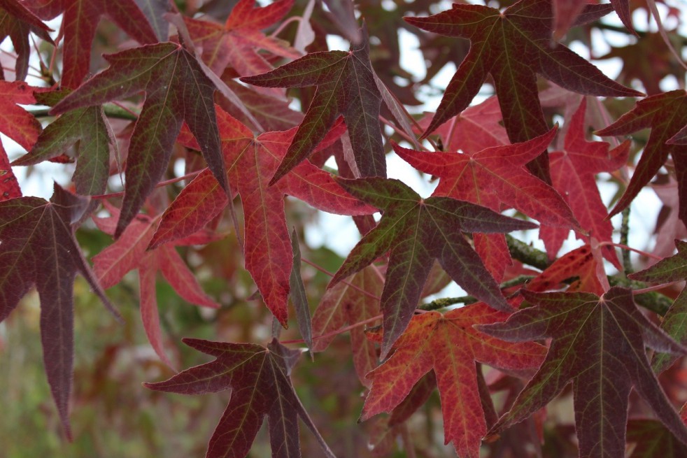 American Sweetgum Worplesdon American Sweetgum Worplesdon