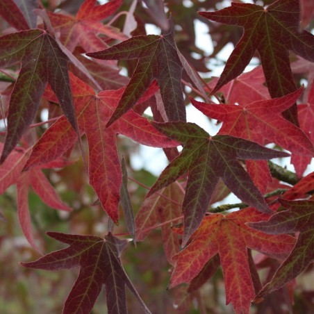 Amberbaum Worplesdon Liquidambar Styraciflua Worplesdon