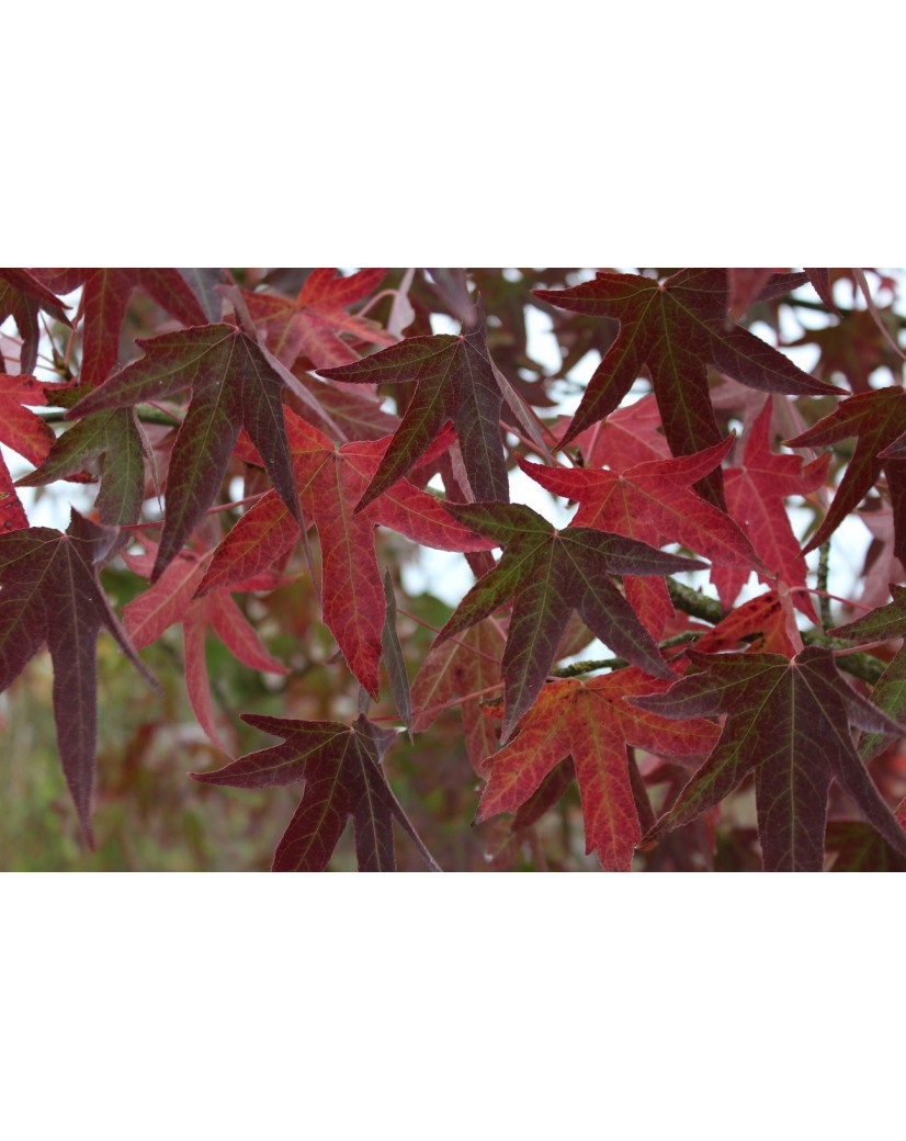 Amberbaum Worplesdon Liquidambar Styraciflua Worplesdon