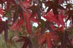 American Sweetgum Worplesdon