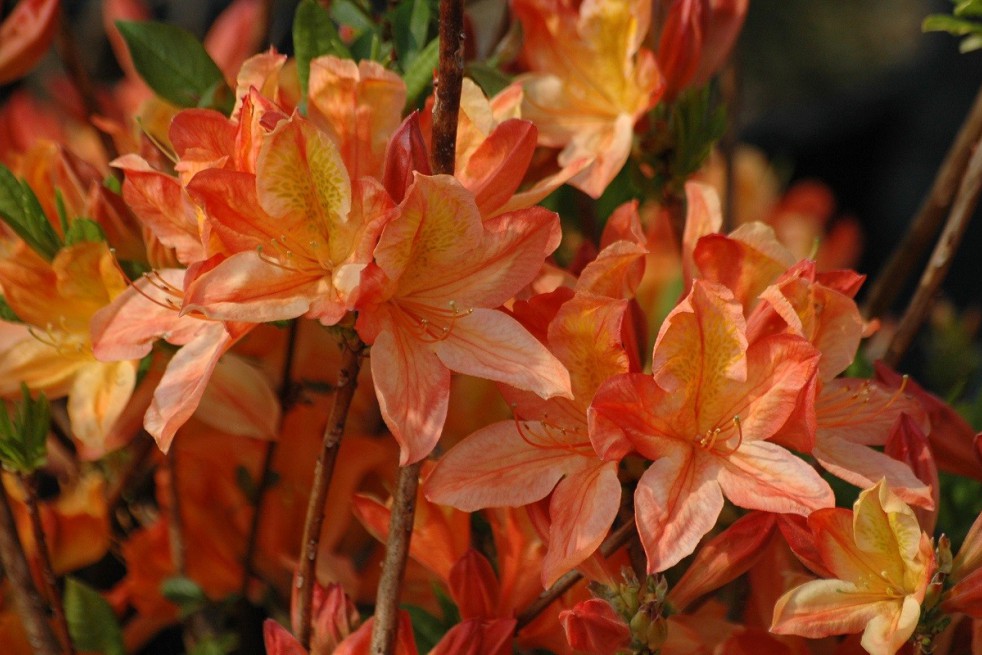 Chinese Azalea Lemonora