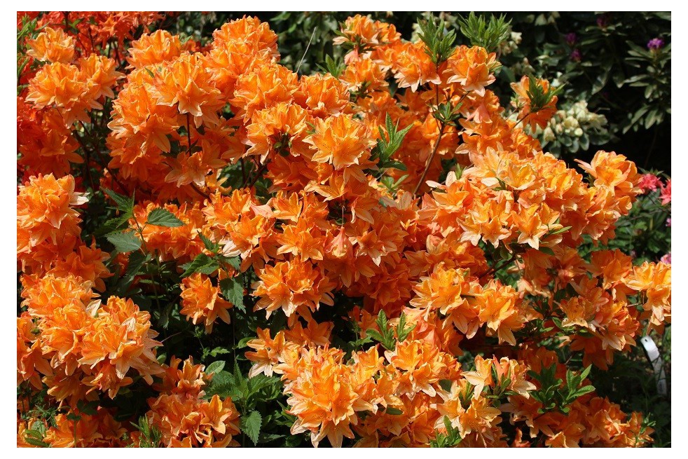 Azalée de Chine Lemonora