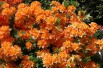 Chinese Azalea Lemonora