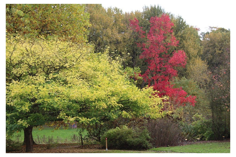 American Sweetgum Worplesdon American Sweetgum Worplesdon