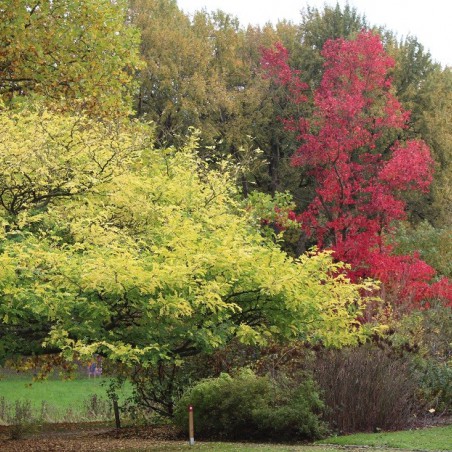 American Sweetgum Worplesdon