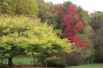 American Sweetgum Worplesdon