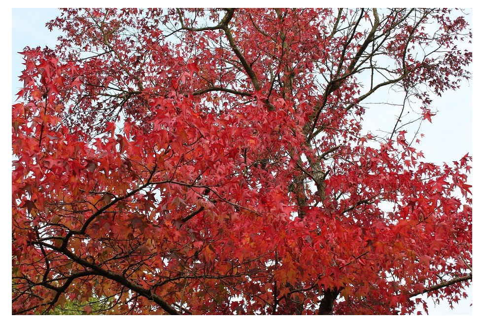 American Sweetgum Worplesdon American Sweetgum Worplesdon