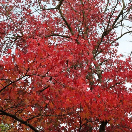 American Sweetgum Worplesdon