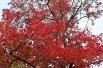 American Sweetgum Worplesdon