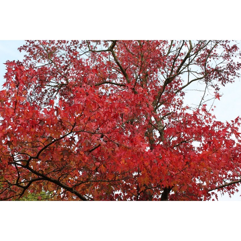 Amberboom Worplesdon Liquidambar Styraciflua Worplesdon