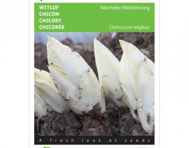 Chicory witloof