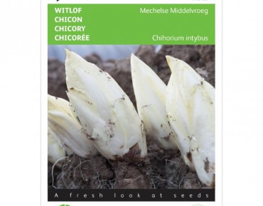 Zichoriensalat von Mechelen
