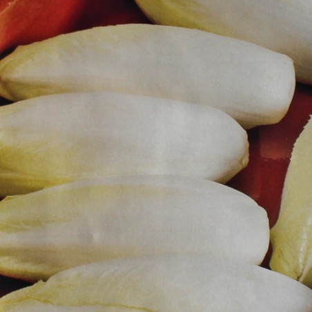 Seeds Chicory witloof - Cichorium intybus