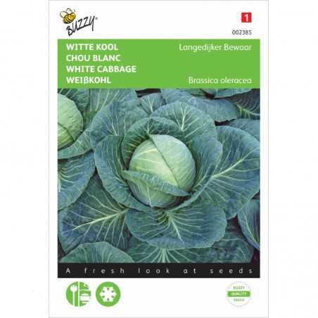 Seeds White cabbage Holland Late Winter - Brassica oleracea var. capitata f. alba