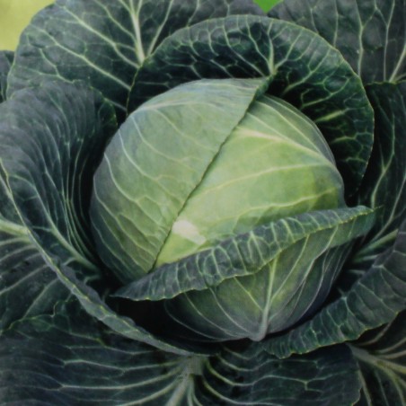semences Chou cabus blanc de langedijk - Brassica oleracea var. capitata f.alba